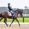 16.2hh Warmblood Gelding on HorseYard.com.au