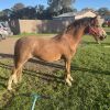 Lovely yearling gelding  on HorseYard.com.au