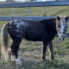 Kids pony Bomb proof on HorseYard.com.au