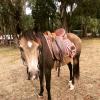 Stunning Sooty Buckskin  on HorseYard.com.au