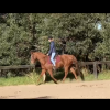 Quiet TBXQH gelding on HorseYard.com.au