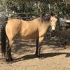 Buckskin Qtr Horse Mare For Sale on HorseYard.com.au