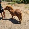 Rocky: Miniature Stallion, Ginger/Chestnut on HorseYard.com.au