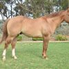 Appaloosa x QH red dun gelding on HorseYard.com.au