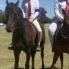 quiet ottb gelding  on HorseYard.com.au