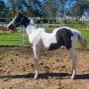 Black and white colt on HorseYard.com.au