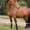 Outstanding mare on HorseYard.com.au