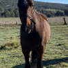 Sweet natured mare  on HorseYard.com.au