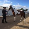 Skewbald standardbred mare on HorseYard.com.au