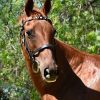 Quarter horse broodmare  on HorseYard.com.au