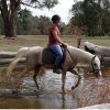 Stunning palomino  on HorseYard.com.au