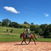 Lovely gelding - ready to start performance career on HorseYard.com.au