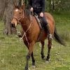 Standardbred X Thoroughbred Mare on HorseYard.com.au