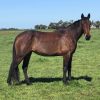 PROJECT 7yo Standardbred Mare.  on HorseYard.com.au