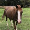 Purebred Crabbet Mare on HorseYard.com.au