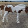 Lovely Clydesdale x Colt  on HorseYard.com.au