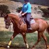 Potential plus TB gelding  on HorseYard.com.au