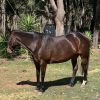 Chunky SB Mare on HorseYard.com.au