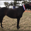 Beautiful Competitive HRCAV or Show or Dressage Mount  on HorseYard.com.au