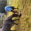 Thoroughbred gelding and standardbred mare  on HorseYard.com.au