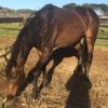 Big friendly Giant - TB Gelding  on HorseYard.com.au