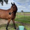 OTTB MARE  on HorseYard.com.au