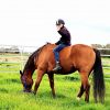 16hh TB mate  on HorseYard.com.au