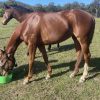 Stunning Mare on HorseYard.com.au