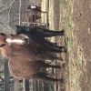 Miniature horse with foal  on HorseYard.com.au