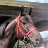 Outstanding looking Gelding on HorseYard.com.au