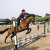 TB GELDING on HorseYard.com.au