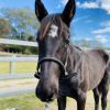 Black WB Colt! Urgent! on HorseYard.com.au