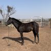 Dual Registered Waler gelding on HorseYard.com.au