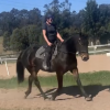 Percheron x mare on HorseYard.com.au