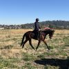 Super Quiet Little Mare on HorseYard.com.au