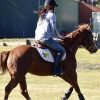 Registered QH gelding 5yrs 15hh on HorseYard.com.au