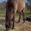 Buckskin RP/Welsh x Filly on HorseYard.com.au