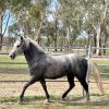 Partbred Morgan Gelding on HorseYard.com.au