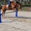 15.3 hh TB gelding-pony club on HorseYard.com.au