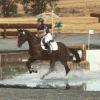 *Price Reduced* Classy Broodmare on HorseYard.com.au