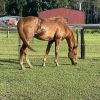 12yr Old OTT Gelding with Dressage Training  on HorseYard.com.au