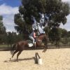 OTT Thoroughbred 17hh  on HorseYard.com.au