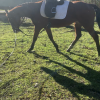 Lovely 16yo TB mare for sale on HorseYard.com.au