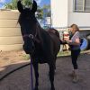 Handsome gelding with potential  on HorseYard.com.au