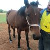 14 y/o STB mare on HorseYard.com.au