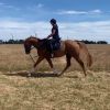 Quite, Unraced & Retrained TB on HorseYard.com.au