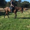 Tb mare for sale  on HorseYard.com.au