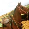 Broken in but needs further training beautiful loving gelding  on HorseYard.com.au