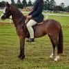 Beautiful Welsh mare on HorseYard.com.au