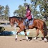 Quiet OTT Gelding  on HorseYard.com.au